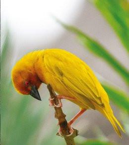 Warszawa Wydarzenie Inne wydarzenie Ptaki i goryle. Afryka Wschodnia i Kongo: spotkanie globtroterów